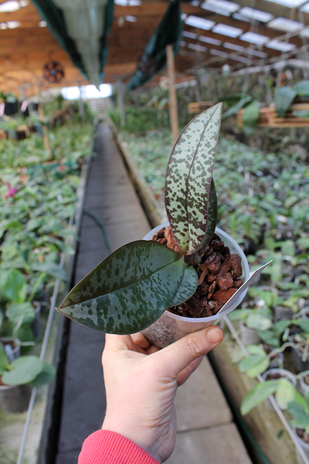 Phalaenopsis stuartiana punctatissima.jpg