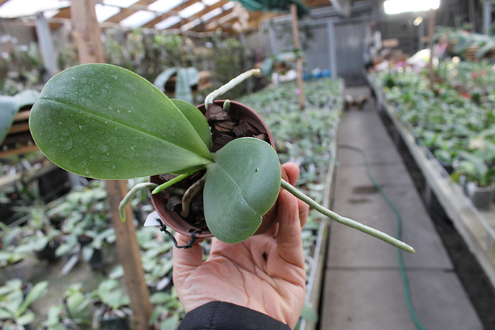 Phalaenopsis AL Sun Hannover Red.jpg