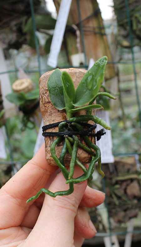 Esmeralda cathcartii.jpg