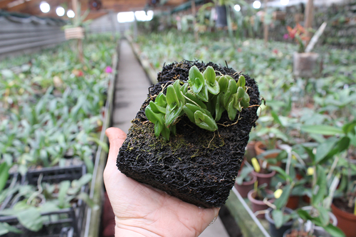 Nanodes congestum.jpg