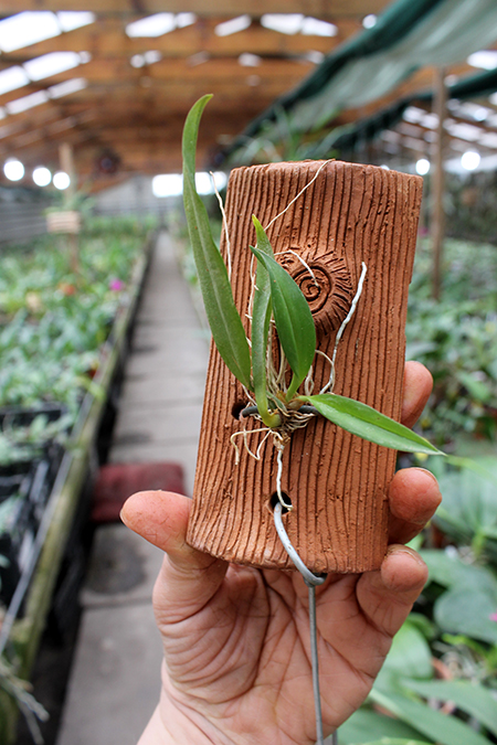 Warmingia eugenii.jpg