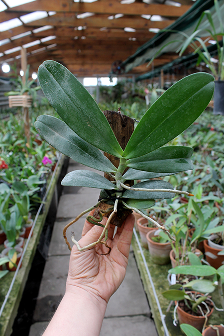 Aerangis stylosa.jpg