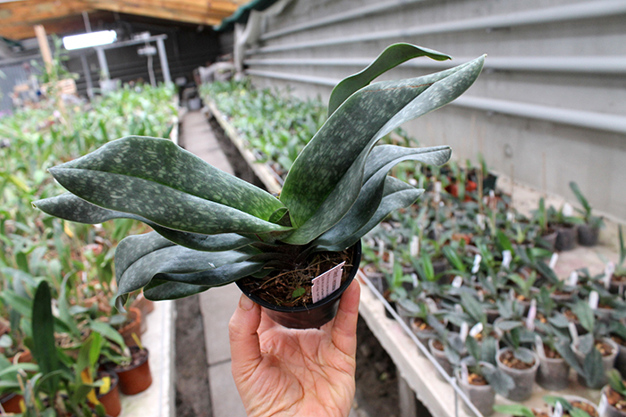 Paphiopedilum delenatii x wenshanense.jpg