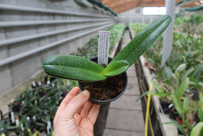 Paphiopedilum philippinense x niveum.jpg