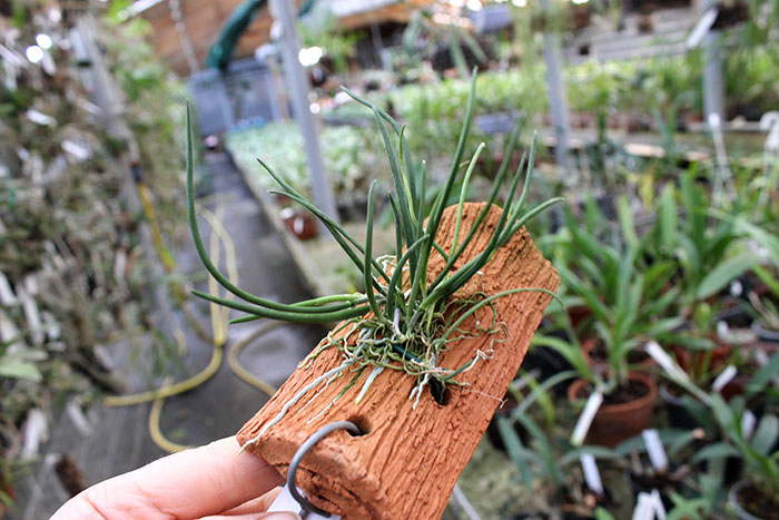 Leptotes bicolor.jpg