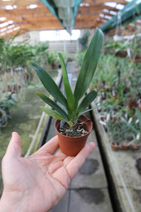 Aeranthes ramosa.jpg