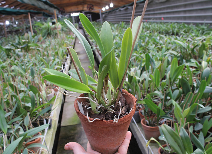 Potinara Little Toshie 'Yellow Rose' (#37) ( Cattleya Beaufort x Rhyncholaeliocattleya Toshie Aoki).jpg