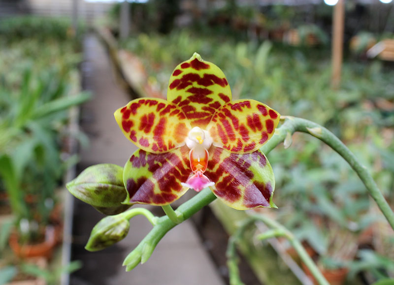 Phalaenopsis Chang Jo (Chang Jhih Rose x Jong's Gigan Cherry).jpg