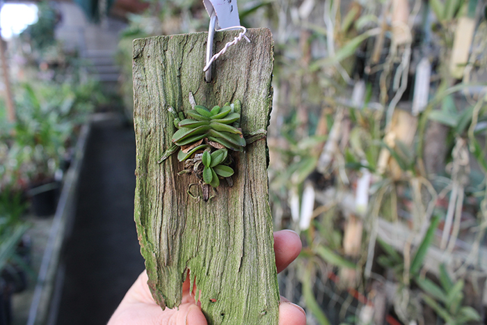 Schoenorchis fragrans.jpg