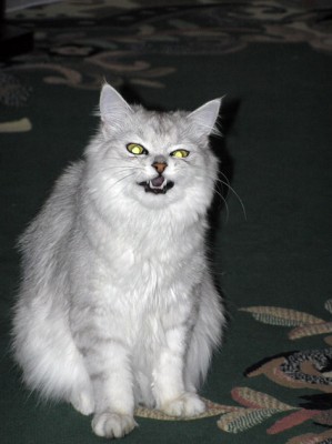 почти вампир