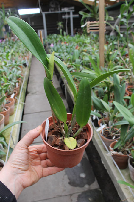 Rhyncattleanthe Young-min Orange 'Golden Satisfaction'.jpg