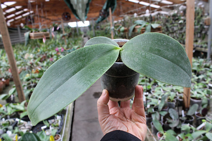 Phalaenopsis gigantea x Mituo Coral Mambonosa.jpg