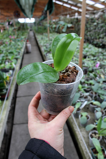 Phalaenopsis violacea indigo.jpg