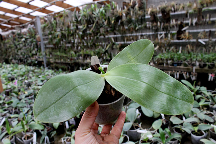 Phalaenopsis bellina 'Red Apple' x bellina.jpg