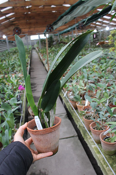 Laeliocattleya C G Roebling 'Blue Indigo'.jpg