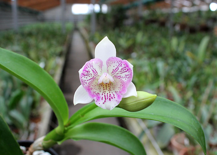 Caulocattleya Chantilly Lace Twinkle.jpg