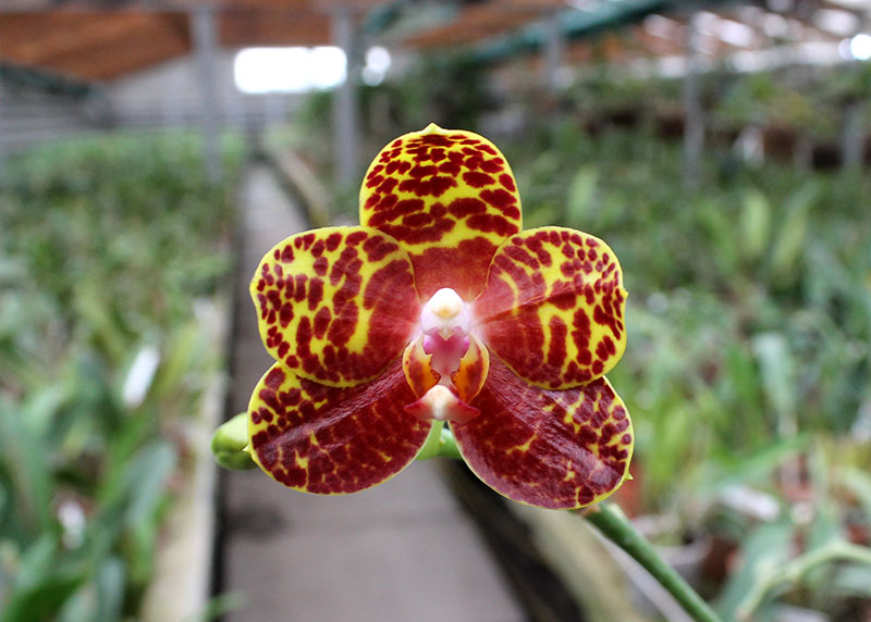 Phalaenopsis Chang Jo (Chang Jhih Rose x Jong's Gigan Cherry).jpg