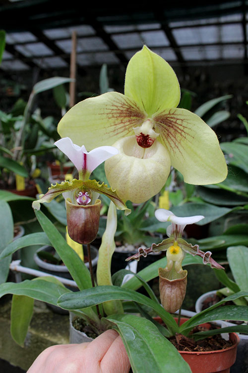 Paphiopedilum.jpg