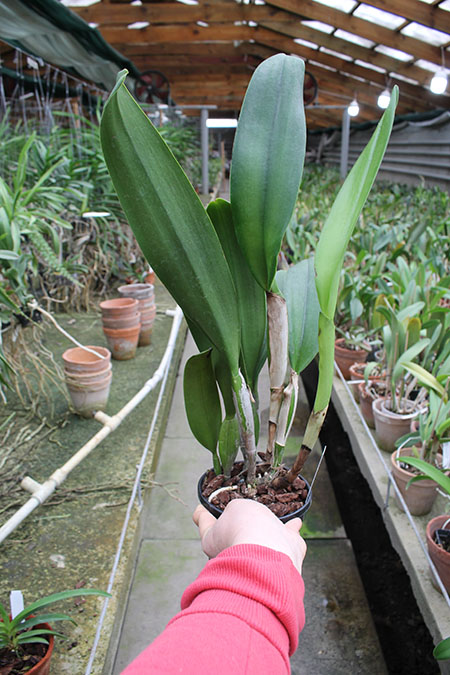 Brassolaeliocattleya Young Kong 'Sun No16'.jpg