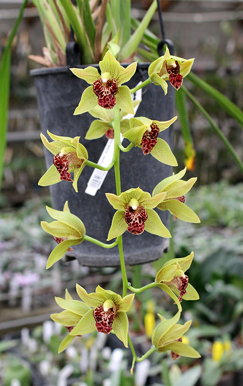 Cymbidium Cliff Hutchings.jpg