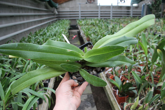 Paphiopedilum In-Charm Lady (Lady Isabel 'In-Charm' x Paphiopedilum moqueateanum 'In-Charm').jpg