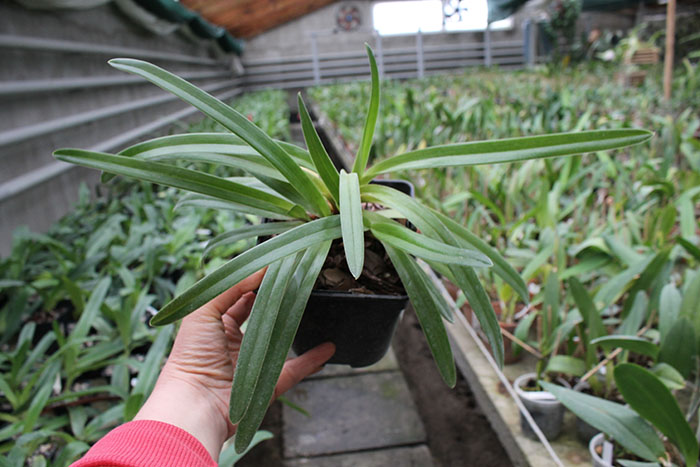 Paphiopedilum exul.jpg