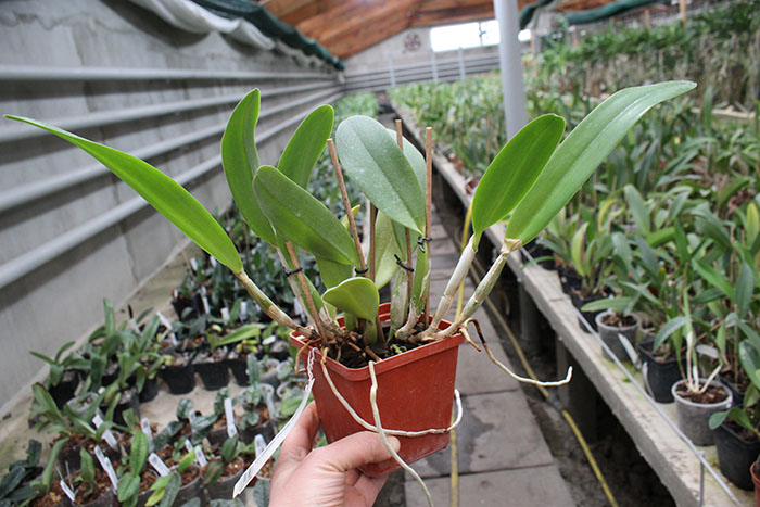 Laeliocattleya Gaskell - Pumila 'Azure Star'.jpg
