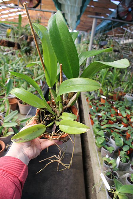 Cattleya gaskelliana 'Da Norma Dreher' x self.jpg