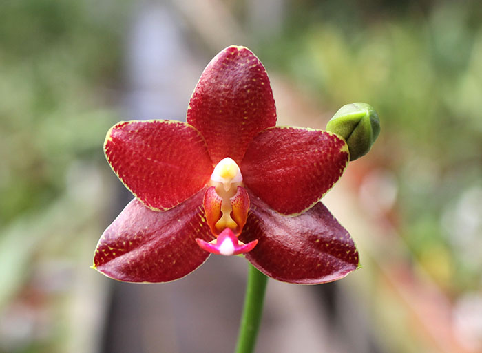 Phalaenopsis Mituo Cake 'M#1' x venosa 'TGDT'.jpg