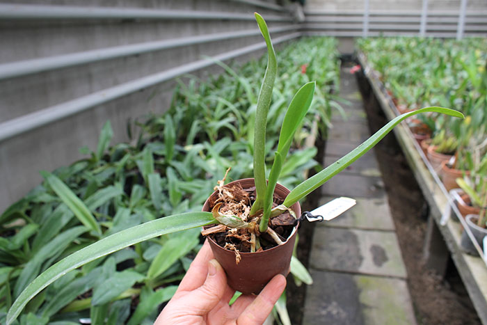 Laelia lobata coerulea 'AM-EC' x SELF.jpg