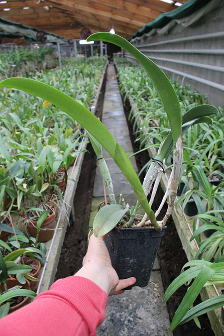 Cattleya Moscombe x Brassolaeliocattleya Ports of Paradise 'Emerald Isle' x Brassavola digbyana 'Mr Pig'.jpg