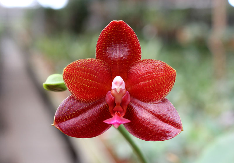Phalaenopsis Mituo Cake 'M#1' x venosa 'TGDT'.jpg