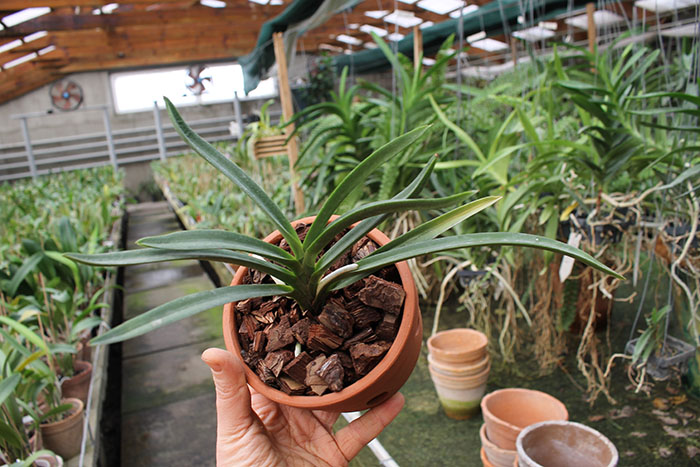 Vanda Hsinying Starlight (Vanda Lion Star x Neofinetia falcata var armami).jpg