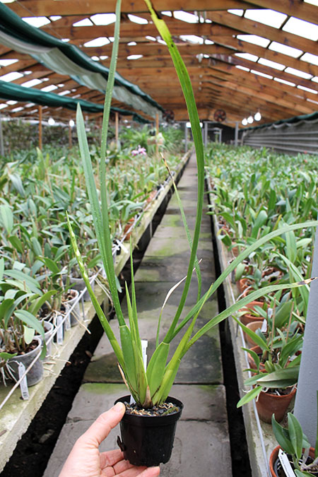 Osmoglossum pulchellum.jpg