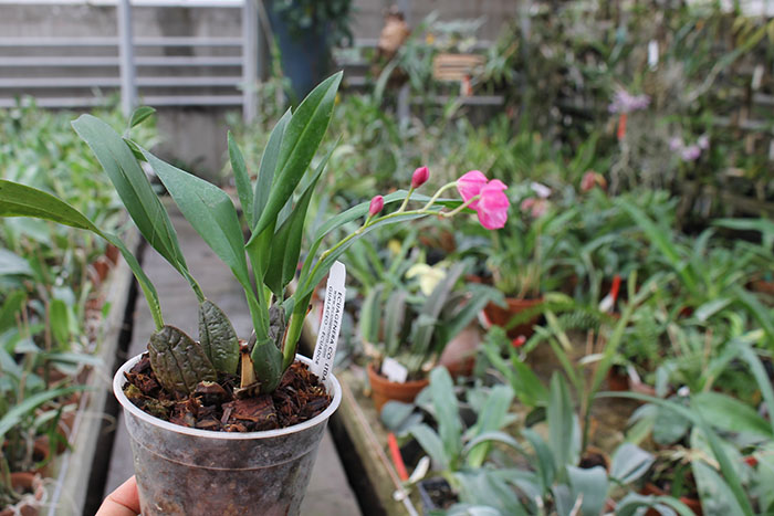 Oncidium strictum.jpg