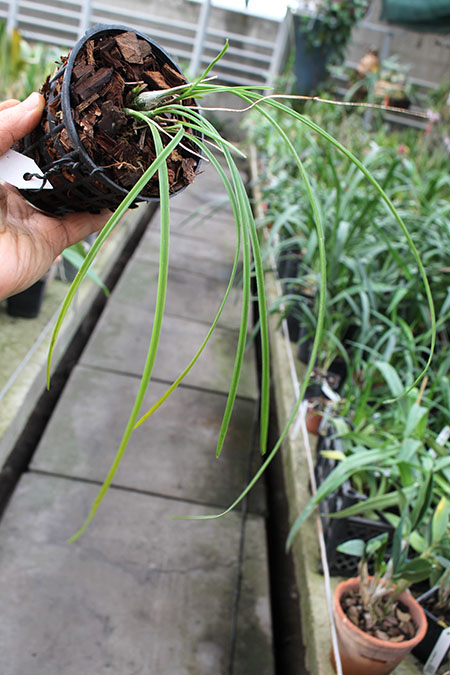 Encyclia bractescens.jpg