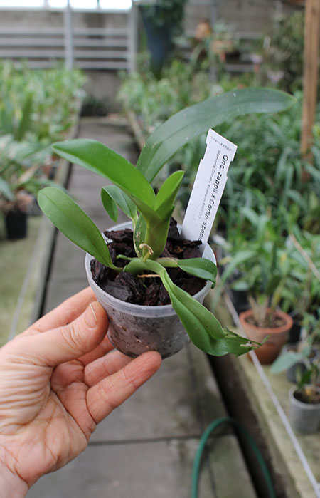 Oncidium zappii x Comparettia speciosa.jpg