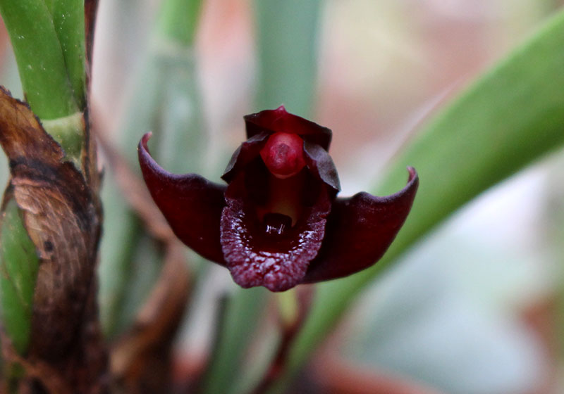 Maxillaria schunkeana.jpg