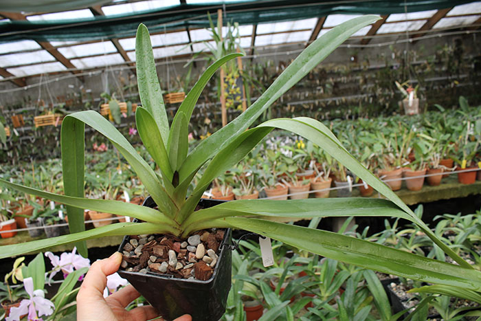 Paphiopedilum Lady Isabel x St Swithin.jpg