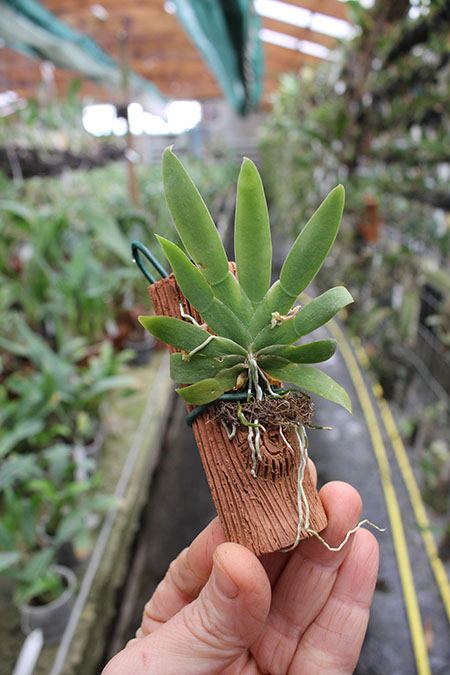 Ornithocephalus cochleariformis.jpg