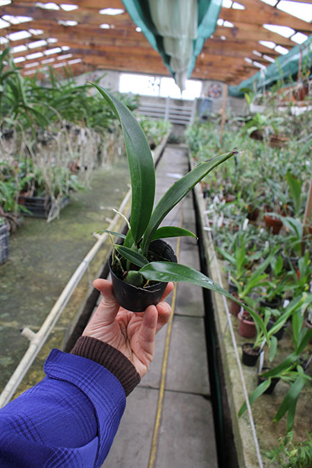 Macradenia multiflora.jpg