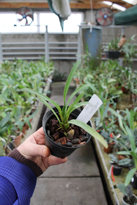 Cochlioda Louis Posey.jpg