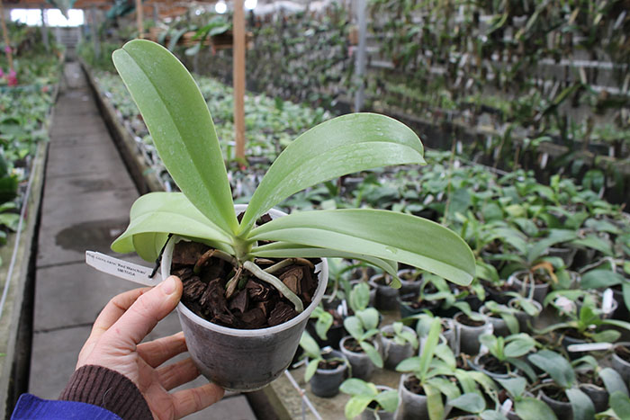 Phalaenopsis cornu cervi 'Dark Red'.jpg