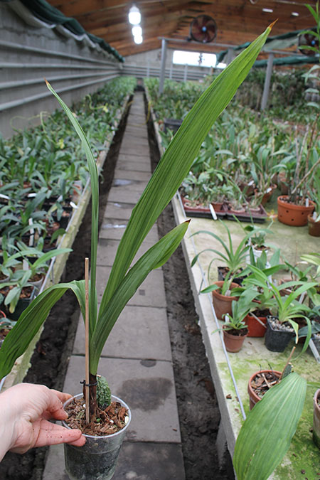 Lycaste Cherish (Shoalhaven 'Kitazono 4N' x Chita Melody 'Star Fire').jpg