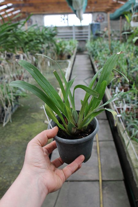 Oncidium Twinkle 'Red Fantasy'.jpg