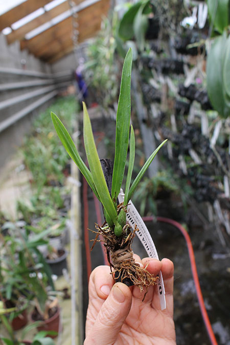 Epidendrum Chien Ya Smile 'K S'.jpg