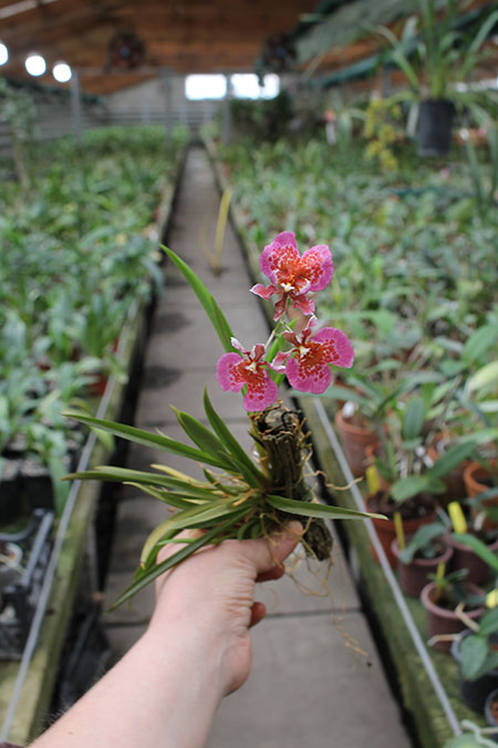 Tolumnia Jairak Rainbow 'Charming'.jpg