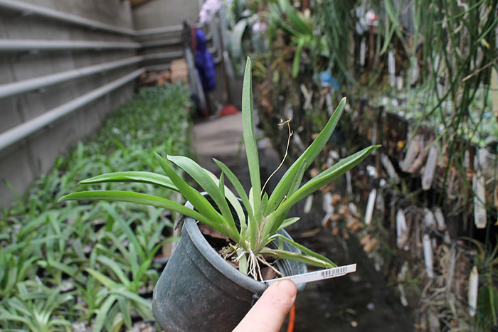 Tolumnia Jairak Firm 'Maroon'.jpg