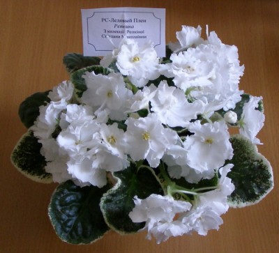 РС-Ледовый Плен