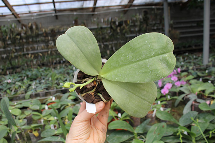 Phalaenopsis Joy Dreamy Jade '#2' x Chang Maw Evergreen.jpg